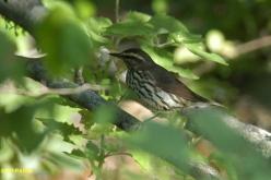 Paruline des ruisseaux